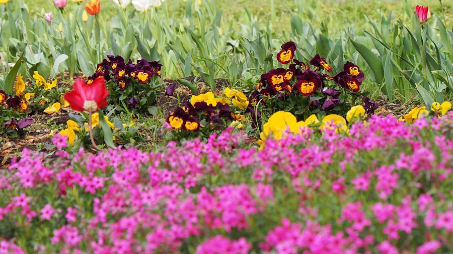 🌳 오이 벤텐 숲(오이벤텐노모리) 이미지 1
